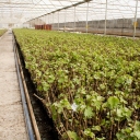 Vivero San Nicolas 1